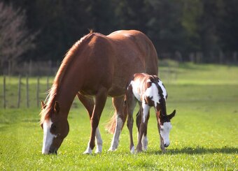 Pripúšťanie Paint  Horse - 8