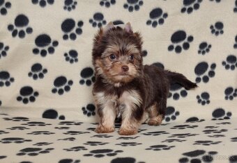 Choco,Čoko Yorkshire terrier - 8
