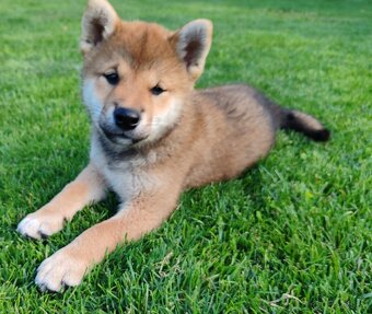 Shiba inu psýk s PP - 8