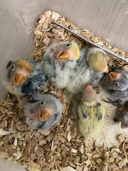 Rucne dokrmovane agapornisy fischer opalin tyrkys - 8