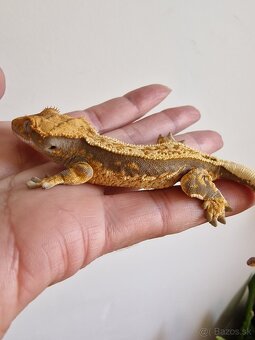 Rhacodactylus cilliatus - 8