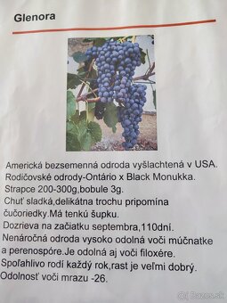 Predám sadenice viniča - 8