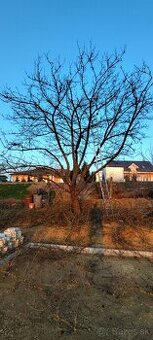 Strihanie, rez ovocných stromov, revitalizácia, závlahy - 8