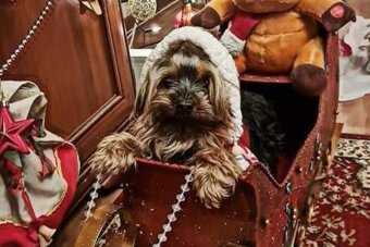 Yorkshirsky terier mini - 8