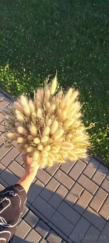Sušený zajačí chvost - Bunny tail grass - 8