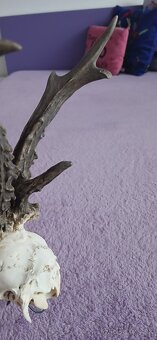 Trofeje raritnych srncov - 8