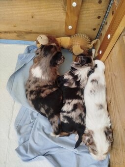 Yorkshire biewer blue merke - 8