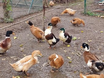 Kacice mlade farebne - 8