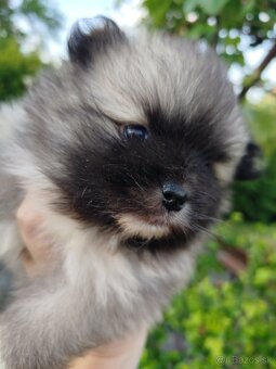 Pomeranian +nemecký špic - 8