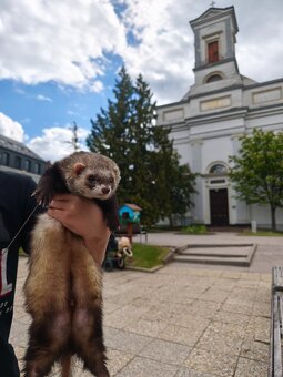 Fretka, mladé fretky na adopciu - 8