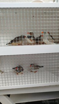 Predám zebričky - 8