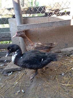 Pižmove kacice a kačery - 8