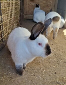 Kalifornský králik - 8