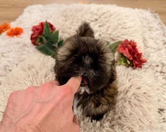 ❤ Shih-Tzu šteniatka - 8