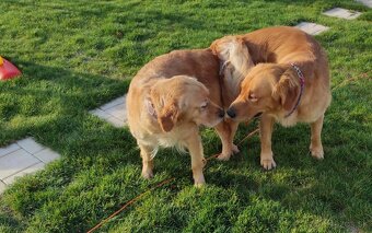 Zlatý retriever šteniatka - 8