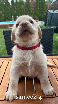 REZERVOVANÉ VŠETKY Labrador-šteniatka - 8