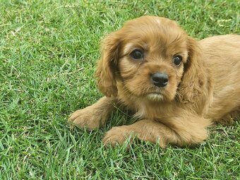 Šteniatka Cavalier king Charles španiel, kavalier - 8