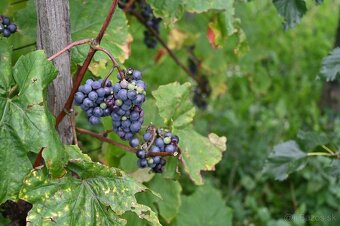 3-IZB. RODINNÝ DOM, SVÄTÝ JUR, VEĽKÝ POZEMOK - 8