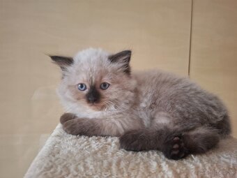 Ragdoll - 8