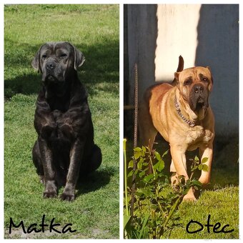 Cane Corso - 8