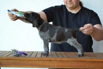 Nemecký stavač drotosrstý - německý ohař drátosrstý - 8