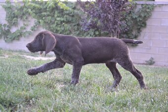 Fenka Nemeckého stavača drotosrstého - 8