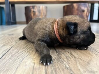 Belgický ovciak Malinois - 8