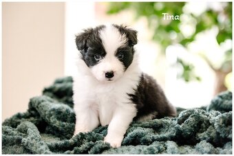 Border Collie Border Kolia s PP FCI - 8