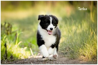 Border Collie Border Kolia s PP FCI - 8