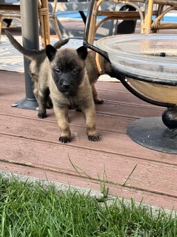 Belgický ovčiak - Malinois - 8