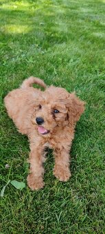 Maltipoo+maltipoo= maltipoo - 8