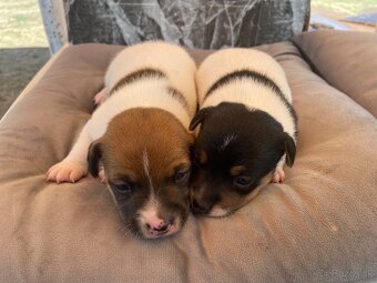 Jack Russel Terier - 8