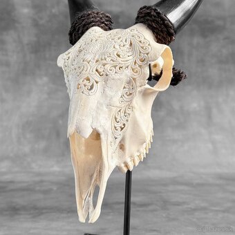 Autentická biela vyrezávaná lebka kozy - motív veľký lotos - 8