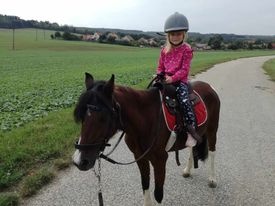 welsh  krasne kobylky - 8