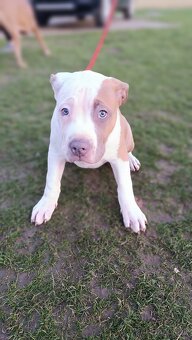 Šteniatka American Bully XL - 8