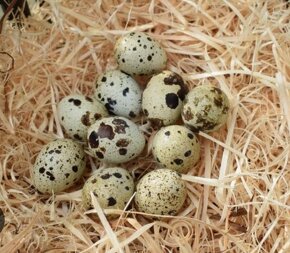 Prepelice japonské - 8