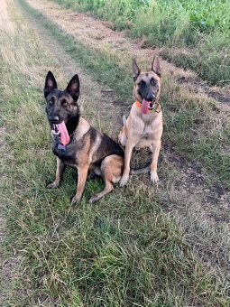 Belgicky ovciak X nemecky ovciak - 8