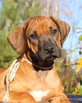 Rhodézsky ridgeback - 8