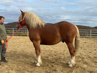 Predám žrebca - ťažný kôň na predaj - 8