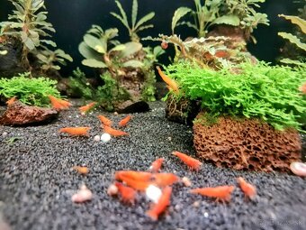 Predám krevetky Orange Sunkit Grade SS - 8