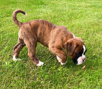 Nemecky boxer - 8
