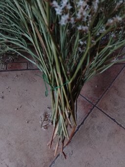 Sušena statica biela na vence 1kytica/8€ - 8