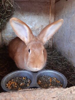 Burgundský králik-samice - 8