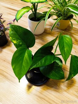 Ponúkam Zelenec, monstera minima, difenbachia - 8