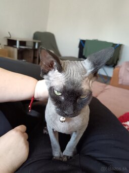 predám sphynx mačiatko - 8