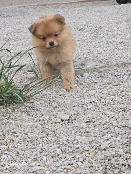 Pomeranian spic - 8