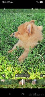 Pomeranian spic - 8