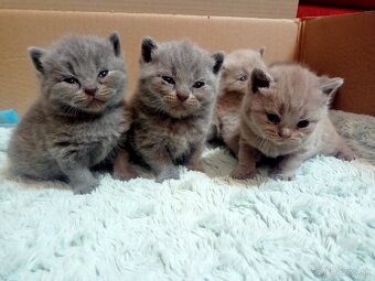 Britske maciatka - 8