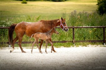 3v1 - březí klisna po grullo roan + silver dapple hřebeček - 8
