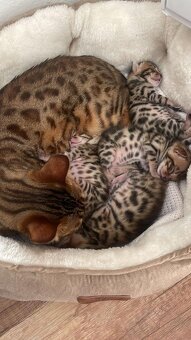 Bengalsky kocurik na krytie - 8